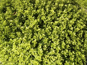 Pittosporum tenuifolium 'Golf Ball' - foliage